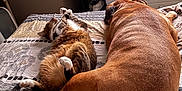 Orus a rejoint le concours — aidez-le/la à gagner de superbes lots ! dog, cat, bed, bedroom, resting, sleeping, tabby_cat, brown_dog, furniture, blanket, dressing_table, stacked_boxes, cozy, domestic_animals, pets, indoor, relaxation, sleep, fur, companion