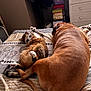dog, cat, bed, bedroom, resting, sleeping, tabby_cat, brown_dog, furniture, blanket, dressing_table, stacked_boxes, cozy, domestic_animals, pets, indoor, relaxation, sleep, fur, companion