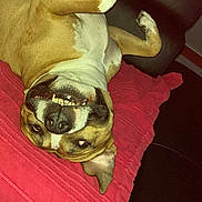 Orus participe au concours pour gagner de l'argent avec cette photo : dog, canine, pet, lying_down, upside_down, red_blanket, indoor, smiling, teeth, ear, nose, fur, tongue_out, relaxed, comfortable, animal, muzzle, resting, cute, funny