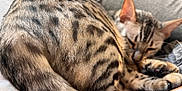 Vika a rejoint le concours — aidez-le/la à gagner de superbes lots ! cat, sleeping, fur, striped, spotted, curling, tail, paw, closeup, pet, animal, cozy, resting, indoor, couch, relaxing, cute, mammal, whiskers, feline