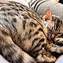 cat, sleeping, fur, striped, spotted, curling, tail, paw, closeup, pet, animal, cozy, resting, indoor, couch, relaxing, cute, mammal, whiskers, feline