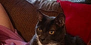 Miles joined the competition — help win amazing prizes! animal, blanket, cat, comfort, couch, cozy, curtains, domestic_cat, feline, fur, gray_cat, home, indoor, pet, relaxing, resting, sitting, whiskers, white_paws, yellow_eyes