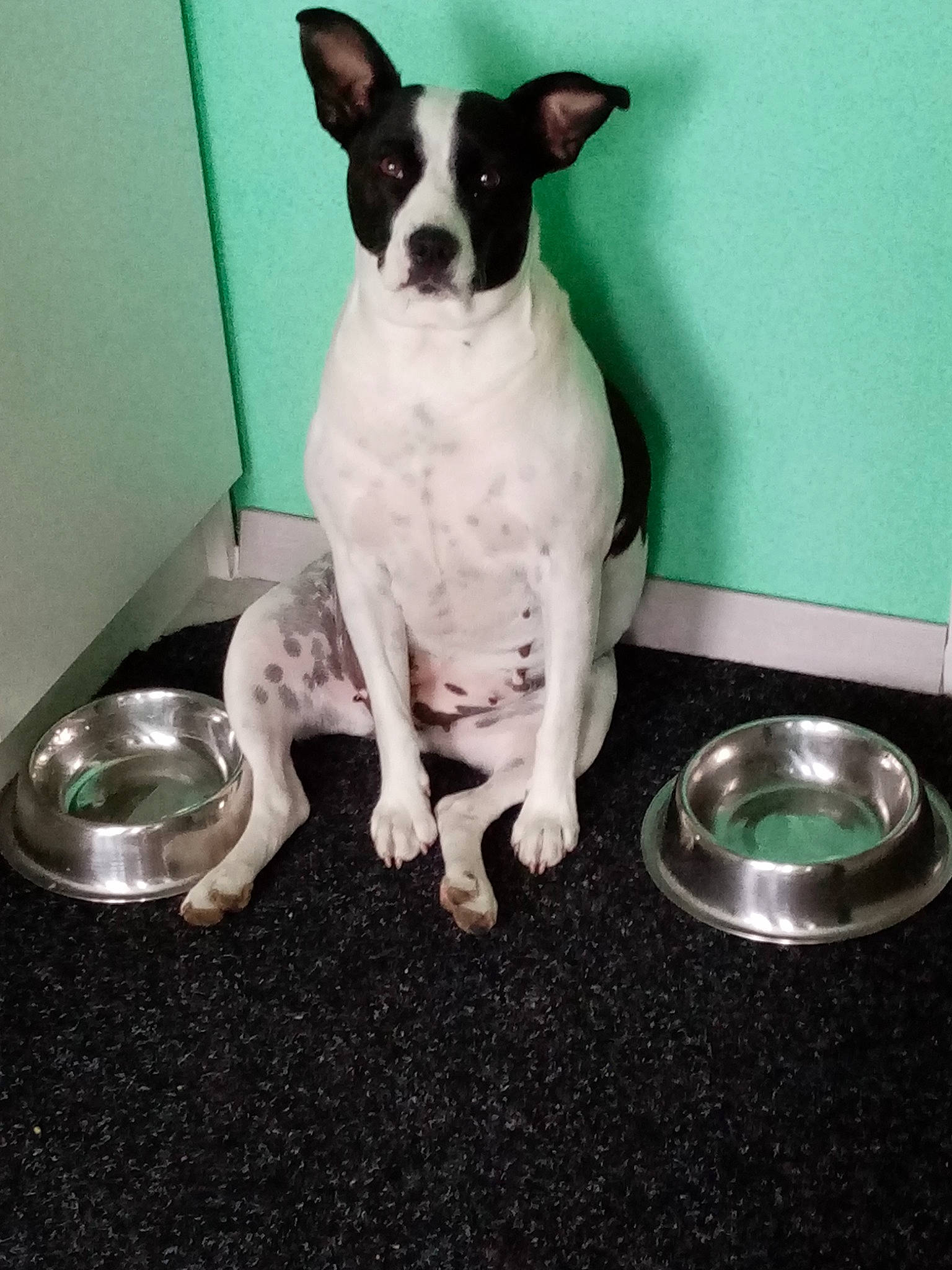 Nirvana participe au concours pour gagner de l'argent avec cette photo : ancient_dog_breeds, boston_terrier, canidae, carnivore, collar, companion_dog, dog, dog_breed, dog_collar, fawn, non_sporting_group, sitting, small_terrier, snout, sporting_group, tail, terrier, toy_dog, whiskers, working_animal