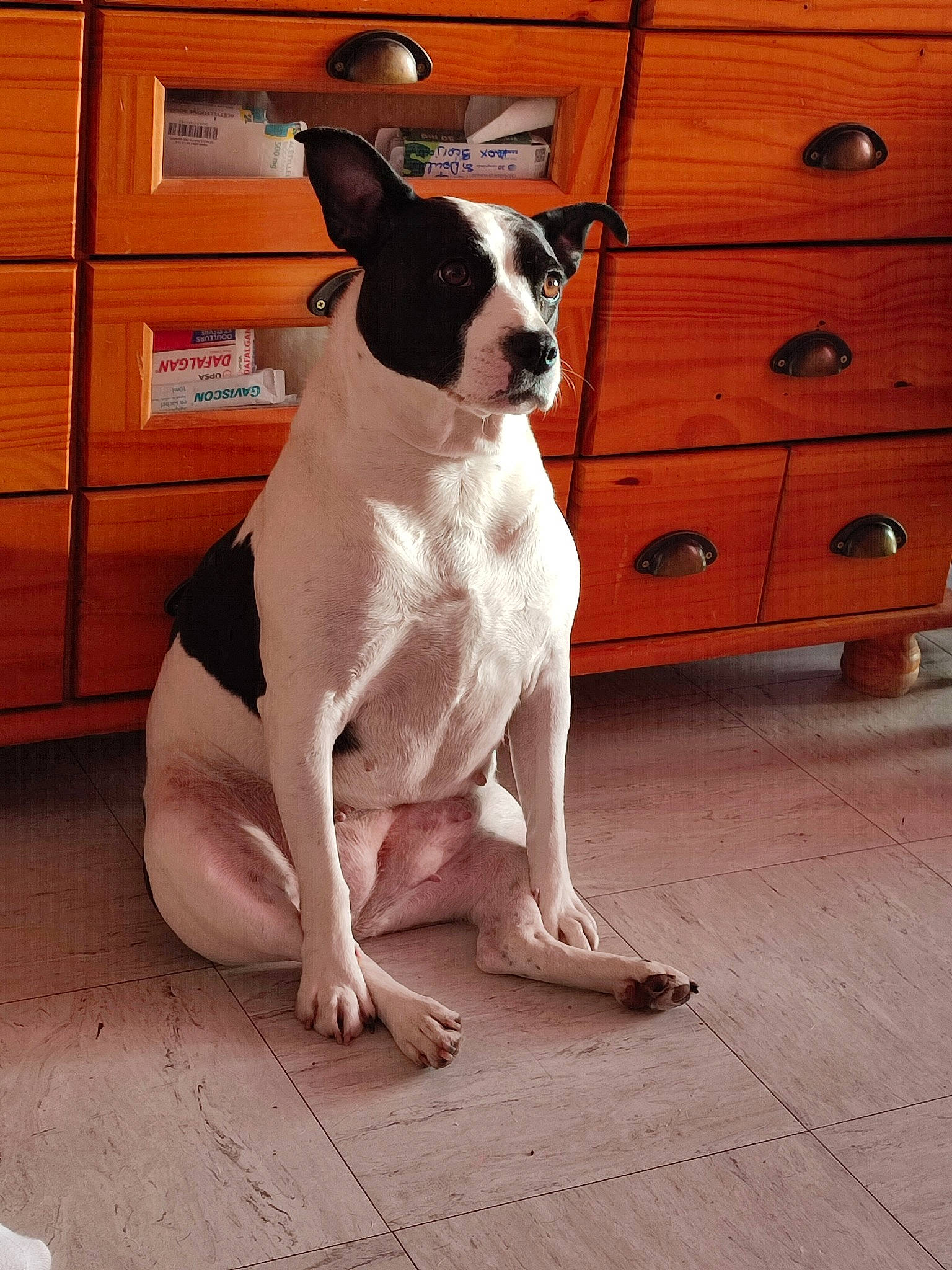 Nirvana participe au concours pour gagner de l'argent avec cette photo : boston_terrier, cabinetry, canidae, carnivore, companion_dog, dog, dog_breed, door, drawer, dresser, fawn, flooring, foot, fur, hardwood, snout, sporting_group, whiskers, wood, working_animal