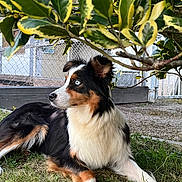 Osiris participe au concours pour gagner de l'argent avec cette photo : dog, tricolor, blue_eyes, grass, leafy_bush, outdoor, pet, canine, relaxed, alert, nature, fur, animal, muzzle, ears, paw, side_view, garden, fence, daylight