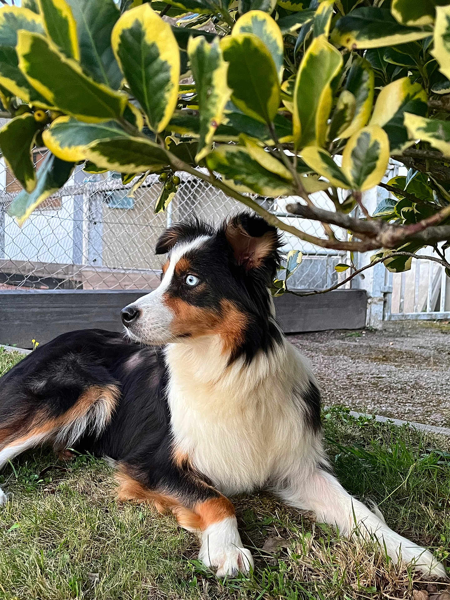 Osiris participe au concours pour gagner de l'argent avec cette photo : dog, tricolor, blue_eyes, grass, leafy_bush, outdoor, pet, canine, relaxed, alert, nature, fur, animal, muzzle, ears, paw, side_view, garden, fence, daylight