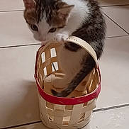 Symba a rejoint le concours — aidez-le/la à gagner de superbes lots ! kitten, cat, basket, floor, tile, curious, paw, small, pet, animal, indoor, white, brown, black, cute, young, feline, playful, handle, woven
