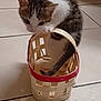 kitten, cat, basket, floor, tile, curious, paw, small, pet, animal, indoor, white, brown, black, cute, young, feline, playful, handle, woven