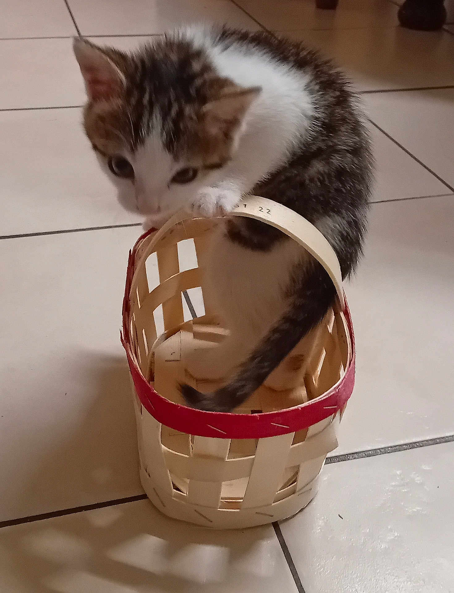 Symba a rejoint le concours — aidez-le/la à gagner de superbes lots ! kitten, cat, basket, floor, tile, curious, paw, small, pet, animal, indoor, white, brown, black, cute, young, feline, playful, handle, woven