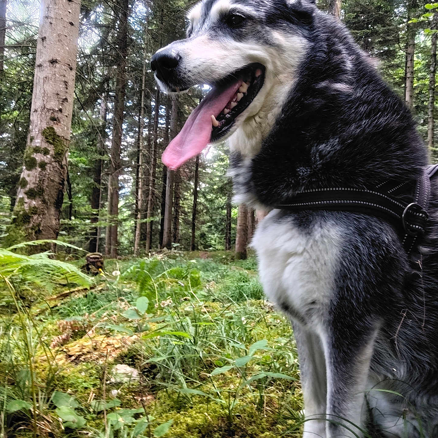 Taz