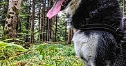 Taz a rejoint le concours — aidez-le/la à gagner de superbes lots ! animal, canine, dog, grass, green, grove, herbal, husky, jungle, land, nature, outdoors, pet, plant, rainforest, rock, soil, tree, vegetation, woodland
