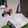 Taz participe au concours pour gagner de l'argent avec cette photo : accessories, animal, bag, bed, bedroom, canine, couch, cushion, dog, furniture, gun, homedecor, husky, indoors, linen, pet, room, tablecloth, weapon, window