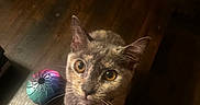Aurora joined the competition — help win amazing prizes! cat, gray_cat, pet, animal, feline, golden_eyes, pointed_ears, whiskers, collar, bell, looking_up, curious, indoor, wooden_floor, toy, colorful_toy, candy, bowl, keys, warm_lighting