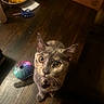 cat, gray_cat, pet, animal, feline, golden_eyes, pointed_ears, whiskers, collar, bell, looking_up, curious, indoor, wooden_floor, toy, colorful_toy, candy, bowl, keys, warm_lighting