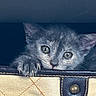 Aurora joined the competition — help win amazing prizes! cat, kitten, gray_fur, fluffy, blue_eyes, green_eyes, close_up, portrait, animal, pet, paw, claws, whiskers, ears, curious, cute, bag, quilted, leather, indoor
