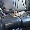 Aurora joined the competition — help win amazing prizes! cat, kitten, gray_cat, animal, pet, car, car_interior, back_seat, leather_seats, seatbelt, collar, tag, lying_down, sitting, portrait, indoors, vehicle, cute, alert, photography
