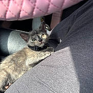 Aurora is registered to the contest to win money with this photo: kitten, cat, gray_cat, pet, animal, collar, whiskers, ears, eyes, fur, lying_down, lap, person, car_interior, seat, pink_fabric, sunlight, cozy, close_up, portrait