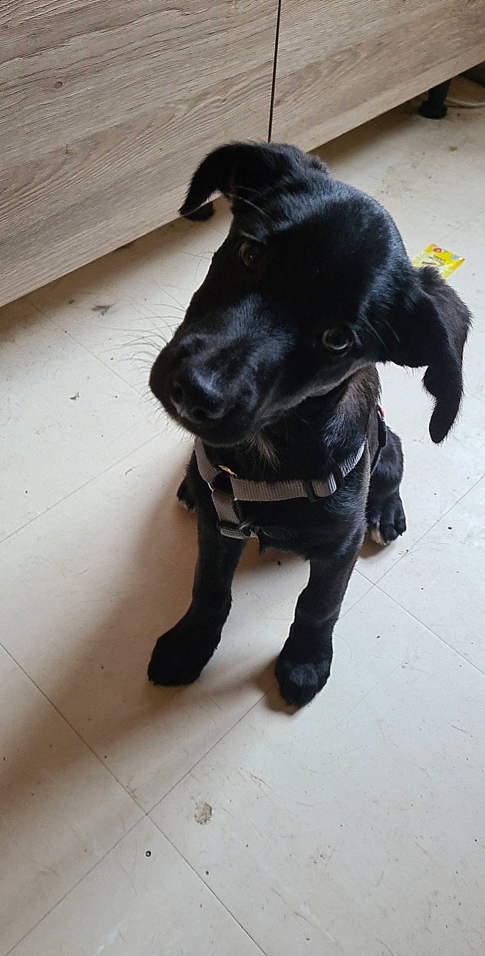 Sparrow participe au concours pour gagner de l'argent avec cette photo : borador, canidae, carnivore, collar, companion_dog, dog, dog_breed, dog_collar, flooring, fur, guard_dog, liver, personal_protective_equipment, snout, sporting_group, tail, terrestrial_animal, tie, whiskers, working_animal