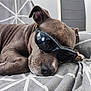 Joya participe au concours pour gagner de l'argent avec cette photo : dog, sleeping, sunglasses, bed, gray, cozy, resting, pet, indoor, closeup, animal, cute, relaxed, fur, snout, ear, paw, texture, pattern, comfort