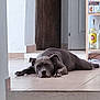 Joya participe au concours pour gagner de l'argent avec cette photo : dog, gray_dog, indoor, tile_floor, wooden_beam, shelf, bottle, resting, lying_down, pet, canine, floor, quiet, calm, animal, home, relaxed, looking, ears, paws
