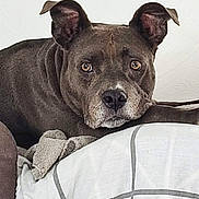 Joya participe au concours pour gagner de l'argent avec cette photo : dog, pet, brown_dog, canine, indoors, couch, blanket, relaxed, resting, fur, ears, face, animal, mammal, expression, looking, companion, home, comfort, domestic