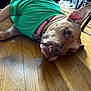 Daisy joined the competition — help win amazing prizes! animal, brown_dog, canine, casual, close_up, collar, cute, dog, domestic, ears, flooring, green_shirt, household, indoor, lying_down, pet, portrait, relaxed, teeth, wooden_floor