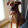 animal, brown_dog, calm, collar, curtain, cushion, dog, domestic, furniture, home, indoor, looking, natural_light, pet, portrait, quiet, resting, seated, side_view, window