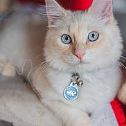 Odin is registered to the contest to win money with this photo: cat, blue_eyes, fluffy, collar, pet, indoor, animal, feline, cute, relaxed, portrait, whiskers, soft_fur, close_up, tag, domestic_cat, pink_nose, alert, lying_down, background_blur