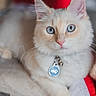 cat, blue_eyes, fluffy, collar, pet, indoor, animal, feline, cute, relaxed, portrait, whiskers, soft_fur, close_up, tag, domestic_cat, pink_nose, alert, lying_down, background_blur
