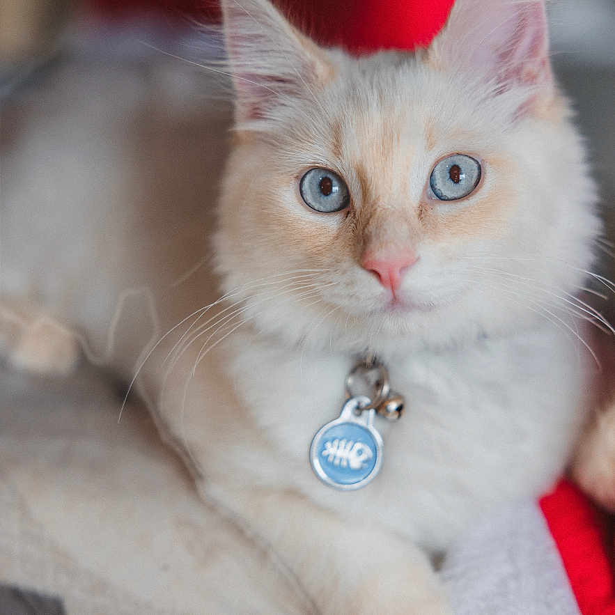 Odin