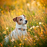 Maika participe au concours pour gagner de l'argent avec cette photo : dog, animal, meadow, grass, wildflowers, sunlight, outdoor, nature, pet, collar, brown, white, serene, field, summer, portrait, canine, flora, sunset, peaceful