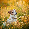 dog, animal, meadow, grass, wildflowers, sunlight, outdoor, nature, pet, collar, brown, white, serene, field, summer, portrait, canine, flora, sunset, peaceful