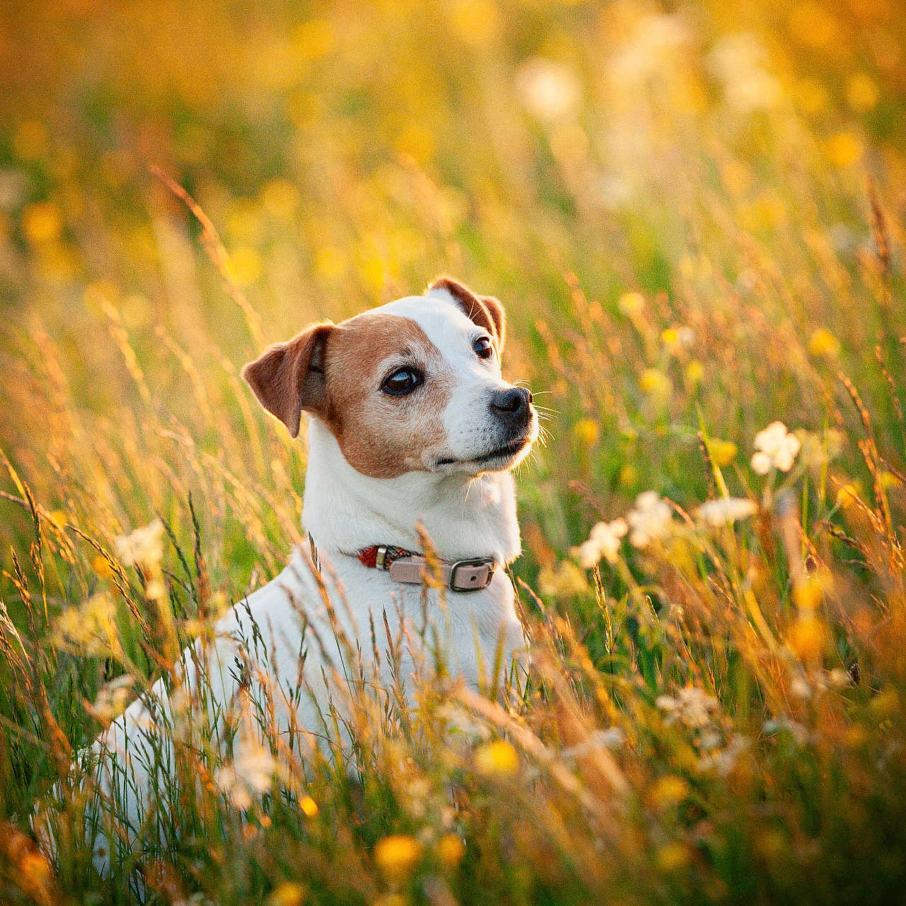 Maika participe au concours pour gagner de l'argent avec cette photo : dog, animal, meadow, grass, wildflowers, sunlight, outdoor, nature, pet, collar, brown, white, serene, field, summer, portrait, canine, flora, sunset, peaceful