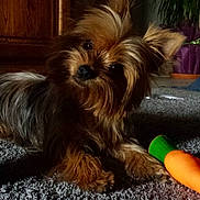 Lina participe au concours pour gagner de l'argent avec cette photo : carnivoran, companion_dog, dog, dog_breed, dog_breed_group, dog_like_mammal, morkie, puppy, small_terrier, snout, terrier, toy_dog, vertebrate, yorkshire_terrier