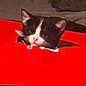 cat, kitten, black_and_white, tuxedo_cat, animal, pet, face, eyes, ears, whiskers, pink_nose, close_up, indoors, bed, blanket, red_box, cardboard, curious, cute, portrait