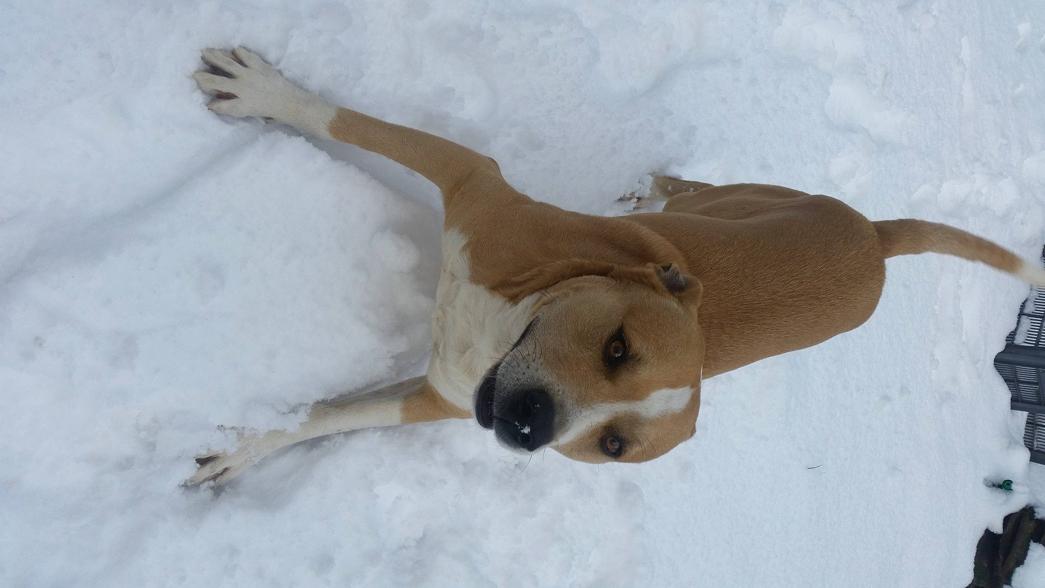 Cronos a rejoint le concours — aidez-le/la à gagner de superbes lots ! canidae, carnivore, companion_dog, dog, dog_breed, dog_supply, ear, fawn, paw, pet_supply, smile, snow, sporting_group, tail, terrestrial_animal, winter, working_animal