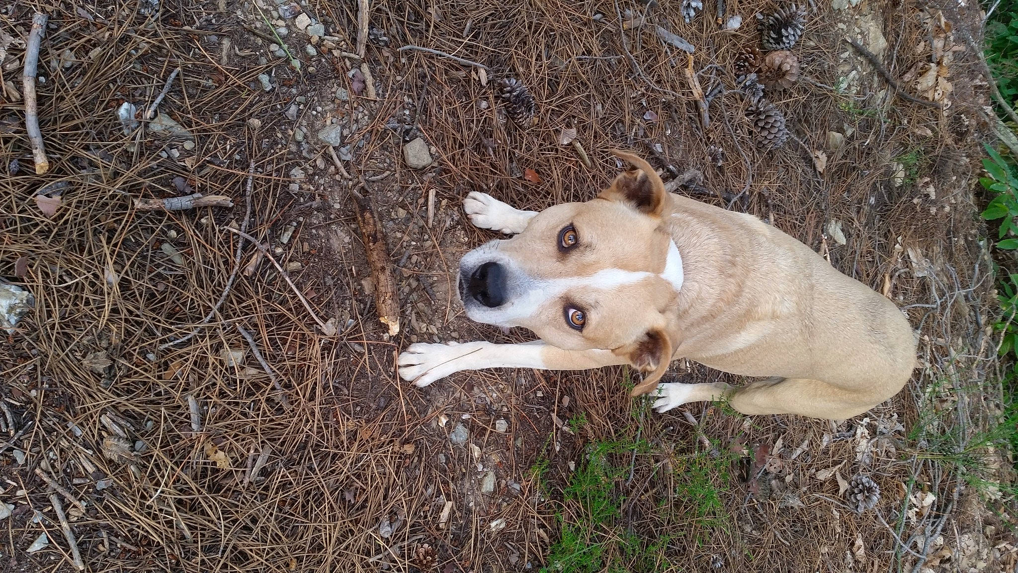 Cronos participe au concours pour gagner de l'argent avec cette photo : carnivore, collar, companion_dog, dog, dog_breed, grass, hunting_dog, non_sporting_group, paw, plant, snout, soil, sporting_group, street_dog, tail, terrestrial_animal, wood, working_animal, working_dog