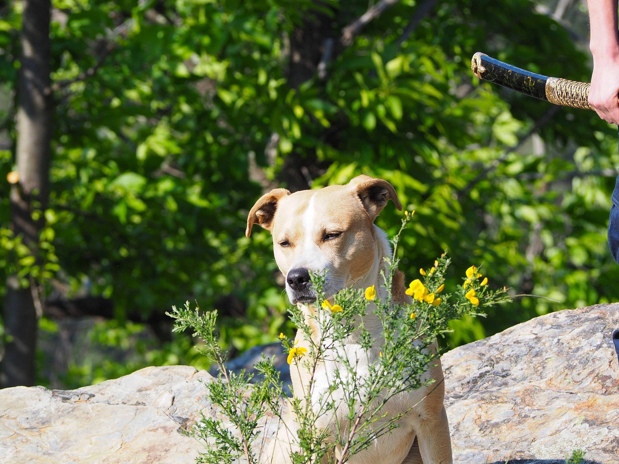 Cronos a rejoint le concours — aidez-le/la à gagner de superbes lots ! bedrock, carnivore, collar, companion_dog, dog, dog_breed, dog_collar, fawn, flower, grass, landscape, leisure, plant, recreation, rock, snout, sporting_group, spring, tree, working_animal
