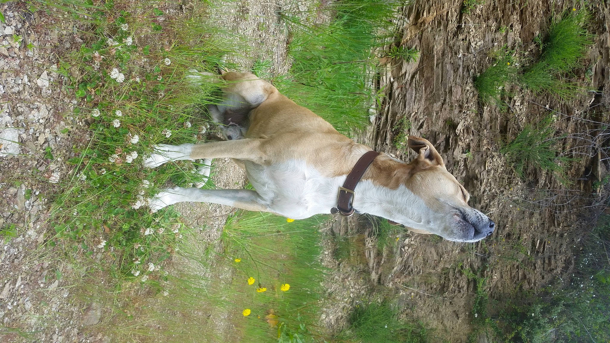 Cronos a rejoint le concours — aidez-le/la à gagner de superbes lots ! big_cats, canidae, carnivore, dog_breed, fawn, felidae, flower, grass, lion, natural_landscape, pasture, plant, small_to_medium_sized_cats, snout, sporting_group, tail, terrestrial_animal, tree, trunk, whiskers