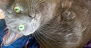 Blue is registered to the contest to win money with this photo: cat, gray_cat, green_eyes, whiskers, curled_up, fabric, patterned_background, colorful, close_up, pet, indoor, cozy, fur, animal, cute, relaxed, looking_up, domestic_cat, mammal, resting