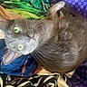 cat, gray_cat, green_eyes, whiskers, curled_up, fabric, patterned_background, colorful, close_up, pet, indoor, cozy, fur, animal, cute, relaxed, looking_up, domestic_cat, mammal, resting