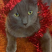 Blue is registered to the contest to win money with this photo: cat, gray_cat, green_eyes, tinsel, red_tinsel, holiday, festive, orange_background, carpet, pet, animal, cute, feline, whiskers, indoor, close_up, curious, resting, soft_fur, decor