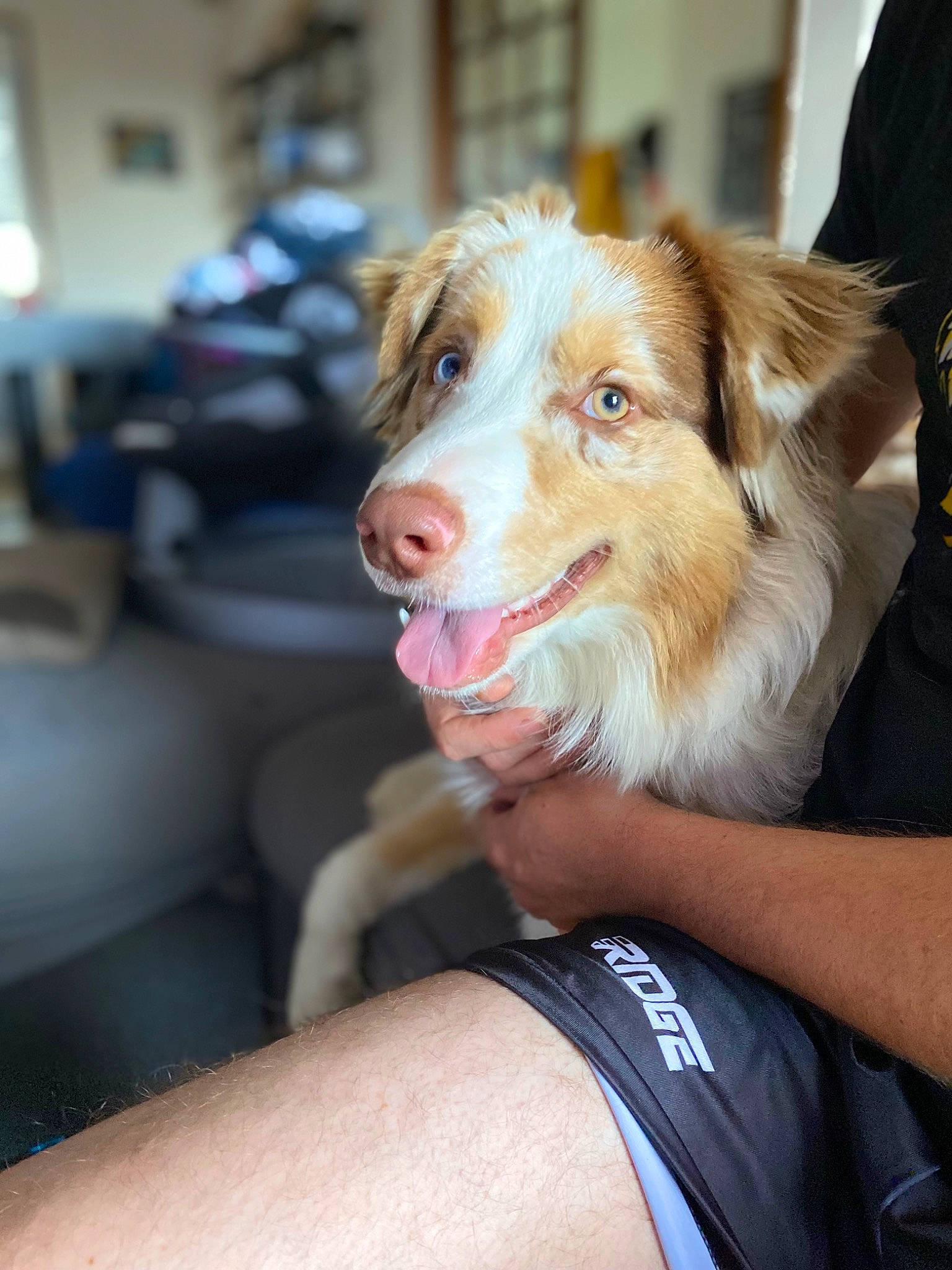 Sakura a rejoint le concours — aidez-le/la à gagner de superbes lots ! ball, canidae, carnivore, companion_dog, dog, dog_breed, eyewear, fur, happy, sitting, snout, sporting_group, whiskers, working_dog