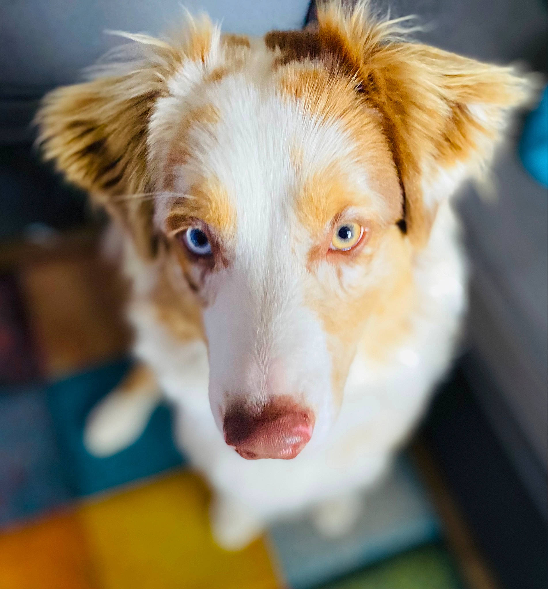 Sakura a rejoint le concours — aidez-le/la à gagner de superbes lots ! canidae, carnivore, companion_dog, dog, dog_breed, eye, fawn, fur, head, puppy, snout, sporting_group, terrestrial_animal, whiskers, working_animal, working_dog