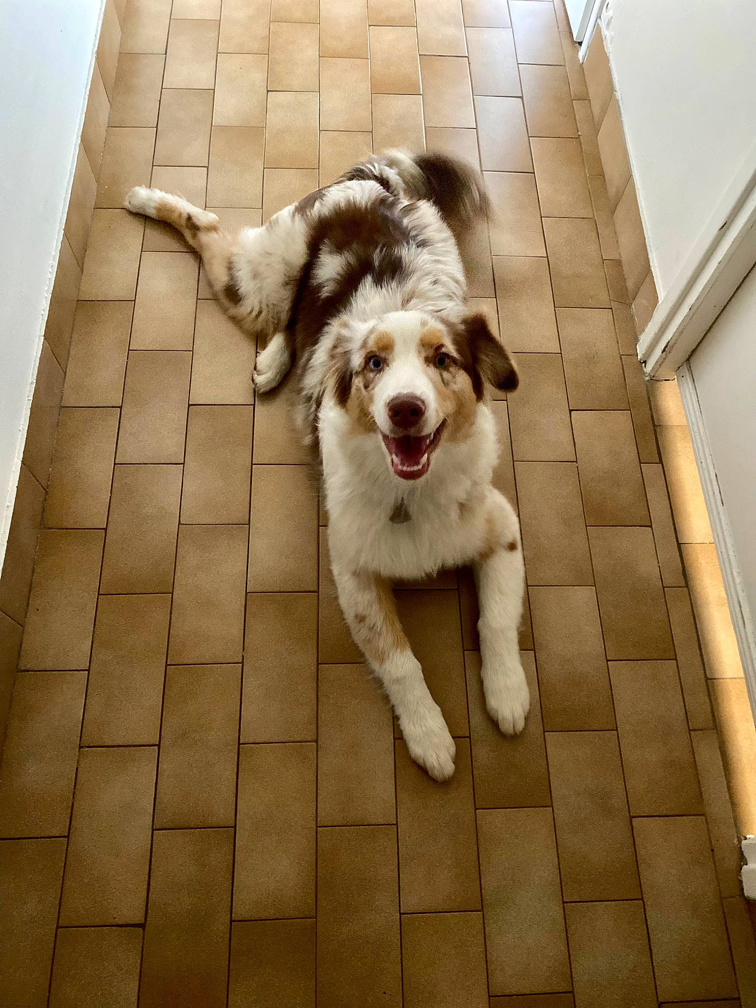 Sakura a rejoint le concours — aidez-le/la à gagner de superbes lots ! ancient_dog_breeds, ball, brittany, canidae, carnivore, companion_dog, dog, dog_breed, flooring, fur, paw, puppy, snout, sporting_group, street_dog, tail, toy_dog, wood, working_animal, working_dog