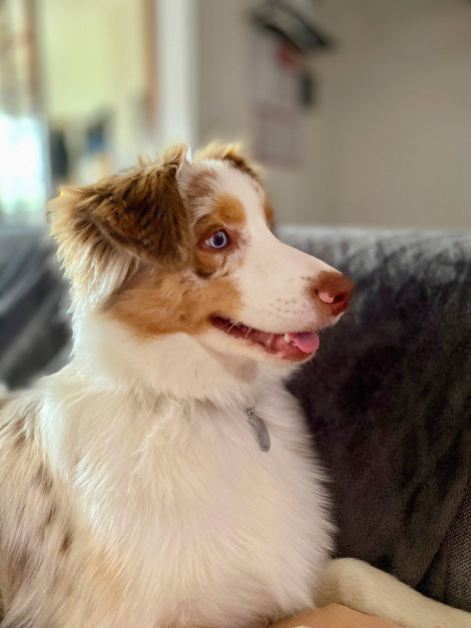 Sakura a rejoint le concours — aidez-le/la à gagner de superbes lots ! australian_shepherd, carnivore, companion_dog, couch, dog, dog_breed, door, fawn, fur, liver, plant, sleeper_chair, snout, sporting_group, whiskers, working_animal, working_dog