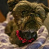 animal, blanket, close_up, cozy, cute, dog, ears, face, furry, indoor, looking_up, nostrils, pet, portrait, purple, red_collar, scruffy_coat, sitting, small_dog, whiskers