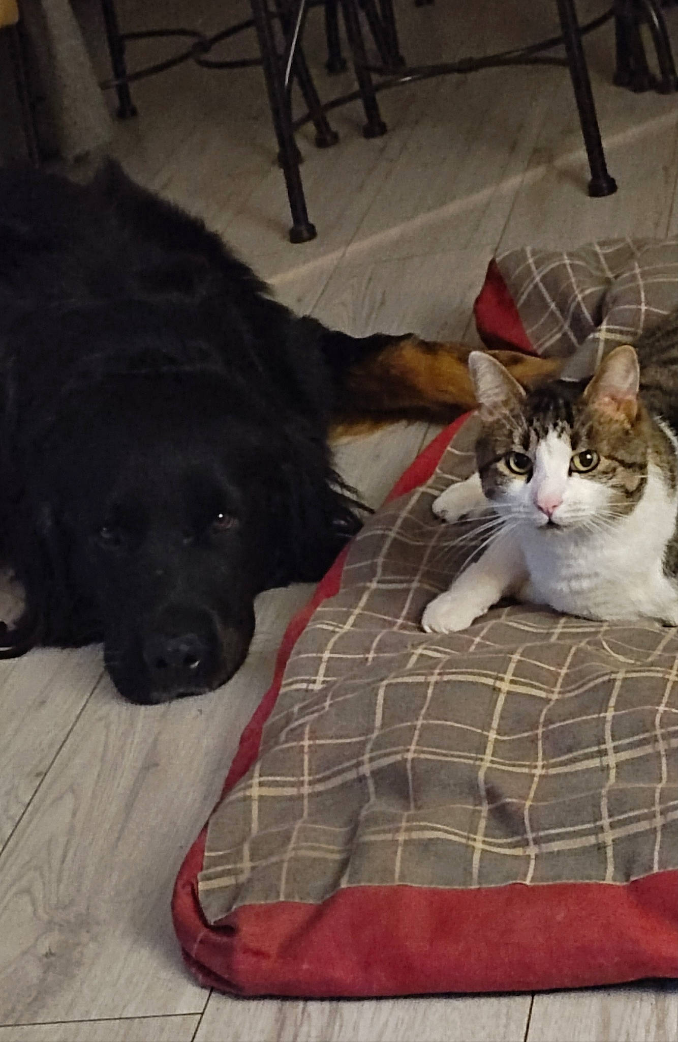 Moustique participe au concours pour gagner de l'argent avec cette photo : carnivore, cat, collar, comfort, companion_dog, dog, dog_breed, domestic_short_haired_cat, felidae, floor, flooring, fur, mammal, pet_supply, small_to_medium_sized_cats, tail, vertebrate, whiskers, wood, working_animal