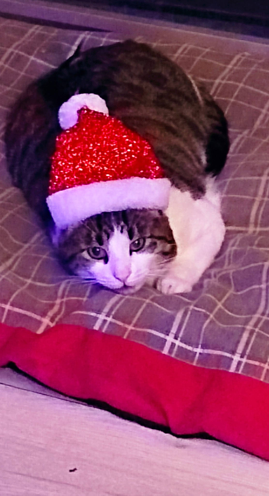 Moustique a rejoint le concours — aidez-le/la à gagner de superbes lots ! beanie, cap, carnivore, cat, cat_supply, comfort, costume_hat, fawn, felidae, fur, hat, knit_cap, linens, magenta, pattern, purple, small_to_medium_sized_cats, tail, textile, whiskers