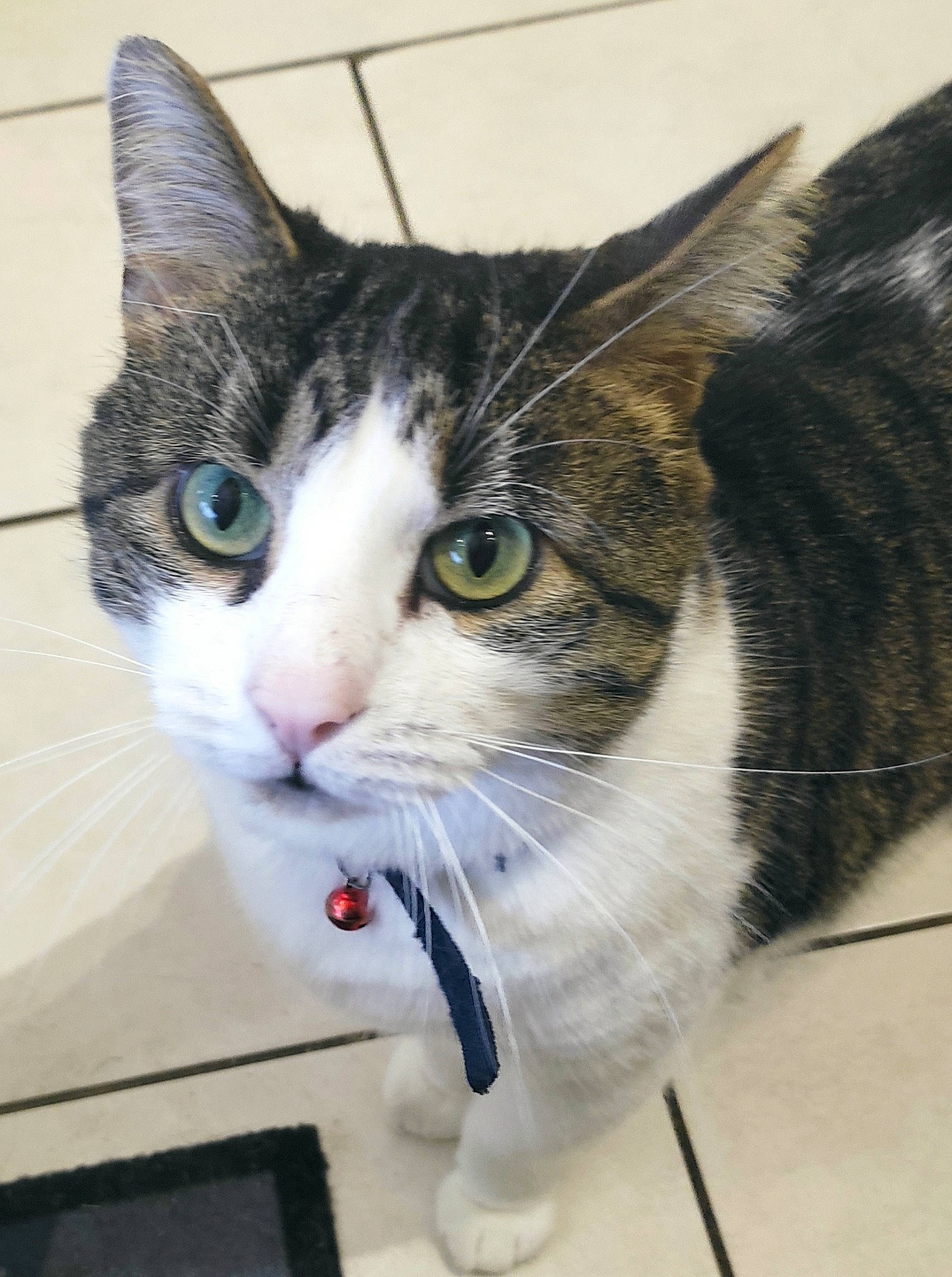 Moustique participe au concours pour gagner de l'argent avec cette photo : box, carnivore, cat, collar, curious, domestic_short_haired_cat, felidae, fur, paw, small_to_medium_sized_cats, snout, whiskers, window